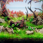 Silent Grove - Aqua Plants Hub