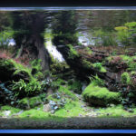 Silent Resilience - Aqua Plants Hub