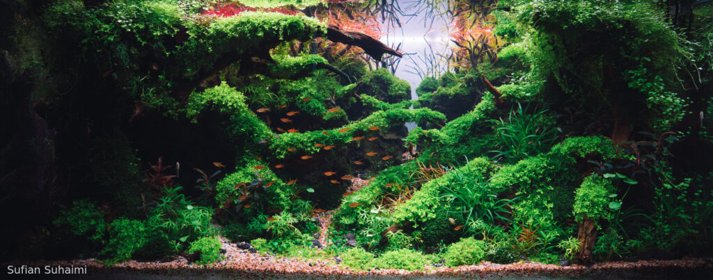 Silent Vale - Aqua Plants Hub