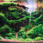 Silent Vale - Aqua Plants Hub