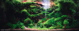 Silent Vale - Aqua Plants Hub