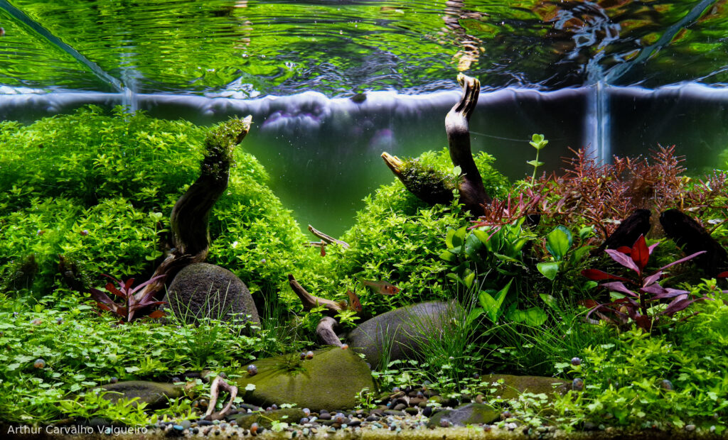 Silent harmony - Aqua Plants Hub