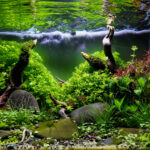 Silent harmony - Aqua Plants Hub