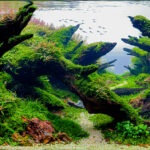 Slan Sanctuary - Aqua Plants Hub