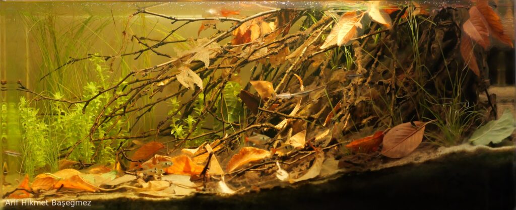 Small Creek, Maroni River Basin, French Guiana. - Aqua Plants Hub