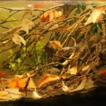 Small Creek, Maroni River Basin, French Guiana. - Aqua Plants Hub