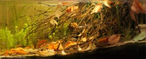 Small Creek, Maroni River Basin, French Guiana. - Aqua Plants Hub