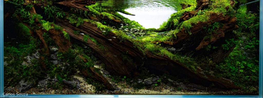 Solitude - Solitude (AGA 2025 #1117) - Aqua Plants Hub