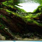 Solitude - Solitude (AGA 2025 #1117) - Aqua Plants Hub
