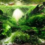 Sot el lliri - Aqua Plants Hub