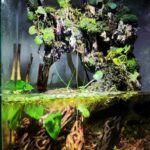 Splash of nature - Aqua Plants Hub