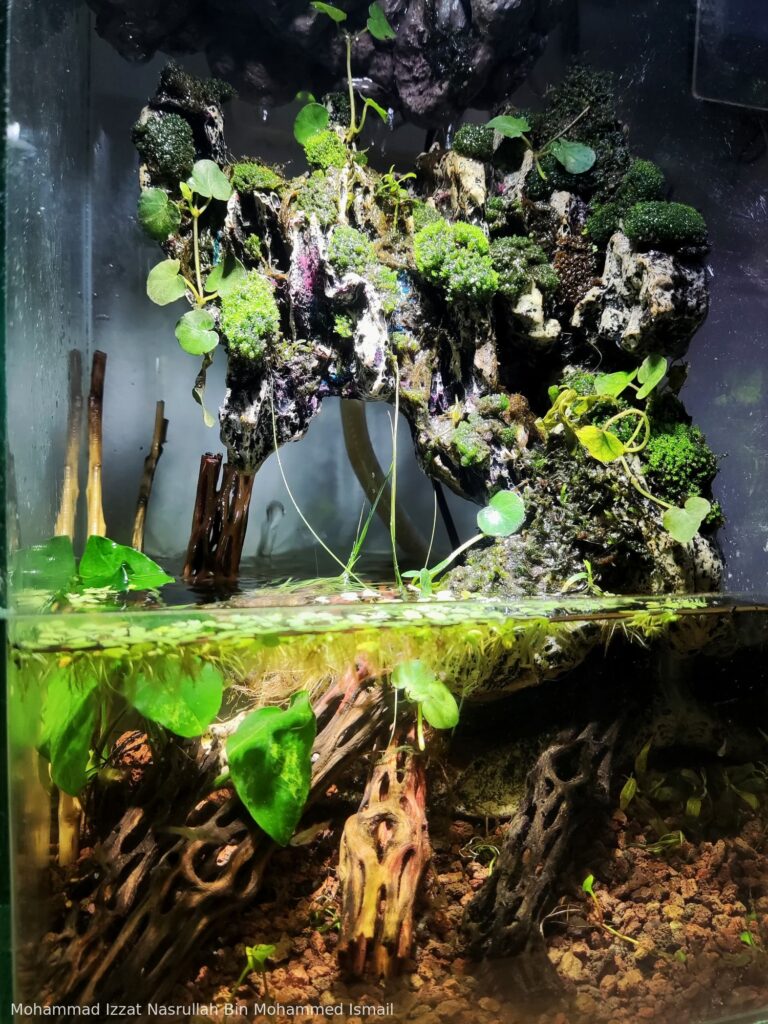 Splash of nature - Aqua Plants Hub
