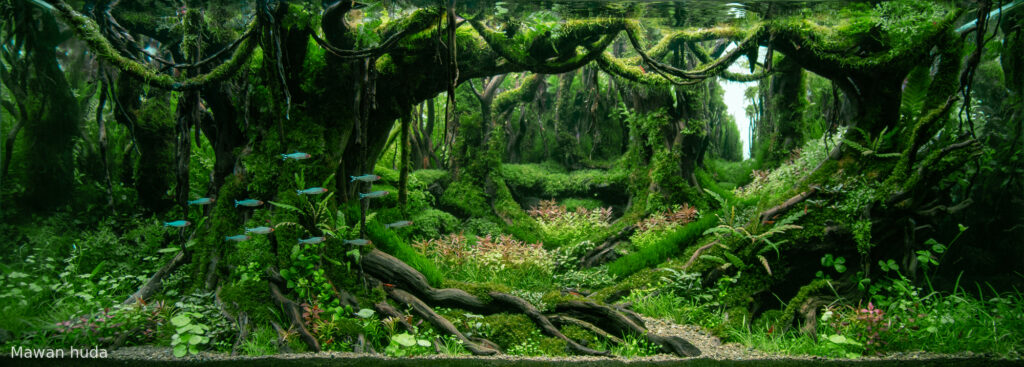 Spring - Spring (AGA 2025 #1033) - Aqua Plants Hub