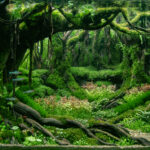 Spring - Spring (AGA 2025 #1033) - Aqua Plants Hub