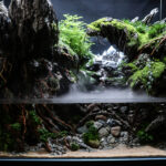 Starry Silences - Aqua Plants Hub