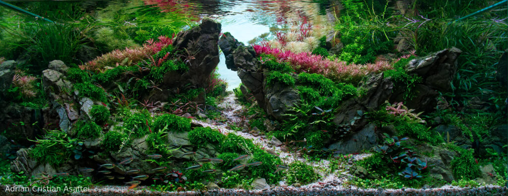 Stronger together - Aqua Plants Hub