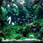 Subway - Aqua Plants Hub