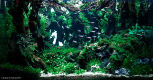 Subway - Aqua Plants Hub