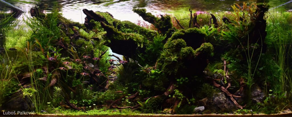 Summer dawn - Aqua Plants Hub