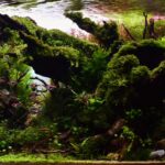 Summer dawn - Aqua Plants Hub