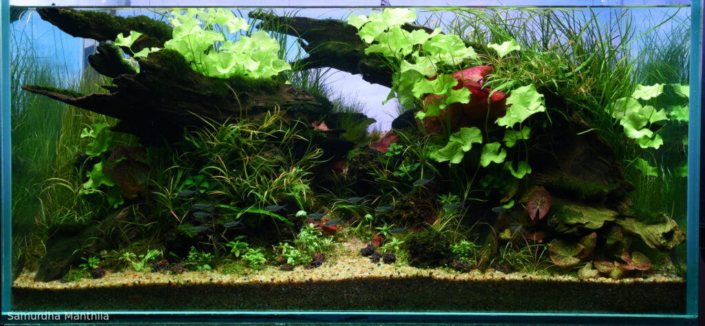 Sunken flames - Aqua Plants Hub