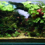 Sunken flames - Aqua Plants Hub