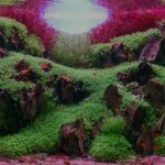 Sunken garden - Aqua Plants Hub