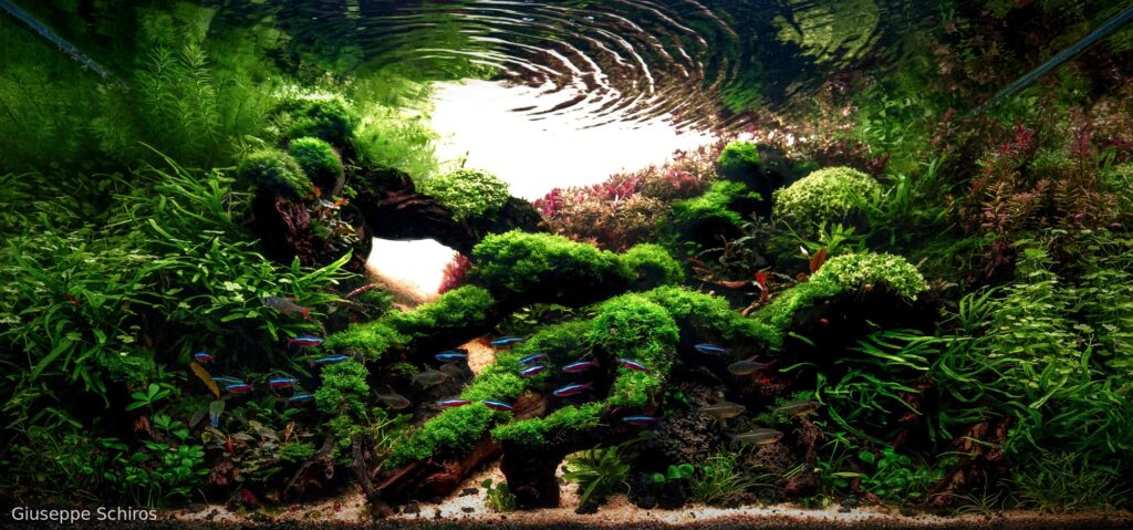 Sunny Garden - Aqua Plants Hub