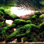 Sunny Garden - Aqua Plants Hub