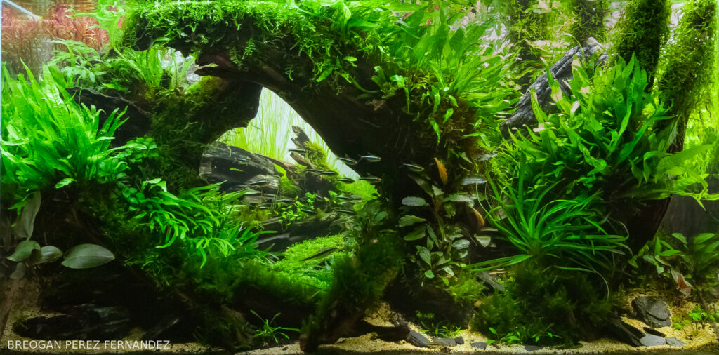 Sunrise at the Coventina´s fountain - Aqua Plants Hub