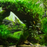 Sunrise at the Coventina´s fountain - Aqua Plants Hub