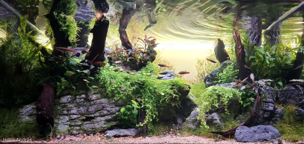 Sunset - Aqua Plants Hub
