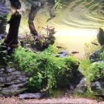 Sunset - Aqua Plants Hub