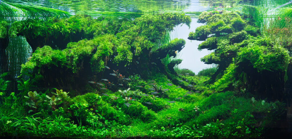 Surge - Aqua Plants Hub