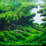 Surge - Aqua Plants Hub