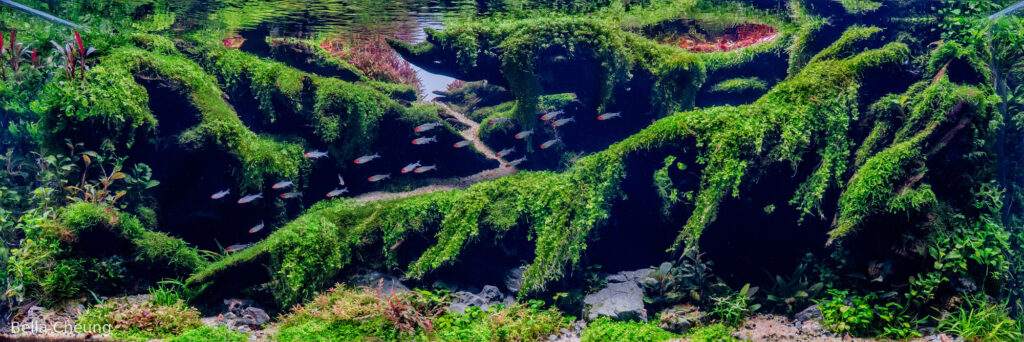 Suspended Rhythm 悬律 - Aqua Plants Hub