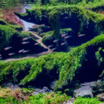 Suspended Rhythm 悬律 - Aqua Plants Hub