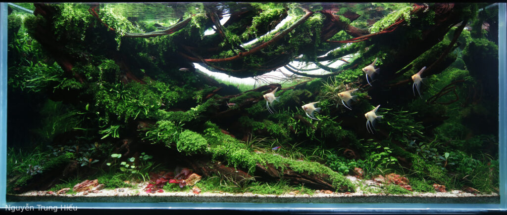 Symphony - Aqua Plants Hub