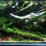 Symphony - Aqua Plants Hub