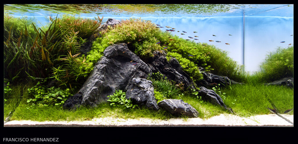 THE BALANCE OF NATURE - THE BALANCE OF NATURE (AGA 2025 #1232) - Aqua Plants Hub