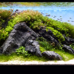 THE BALANCE OF NATURE - THE BALANCE OF NATURE (AGA 2025 #1232) - Aqua Plants Hub