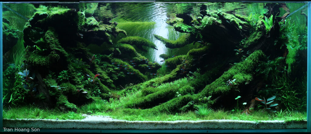 THE HIDDEN TRAIL - Aqua Plants Hub