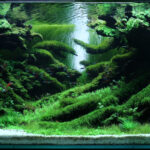 THE HIDDEN TRAIL - Aqua Plants Hub