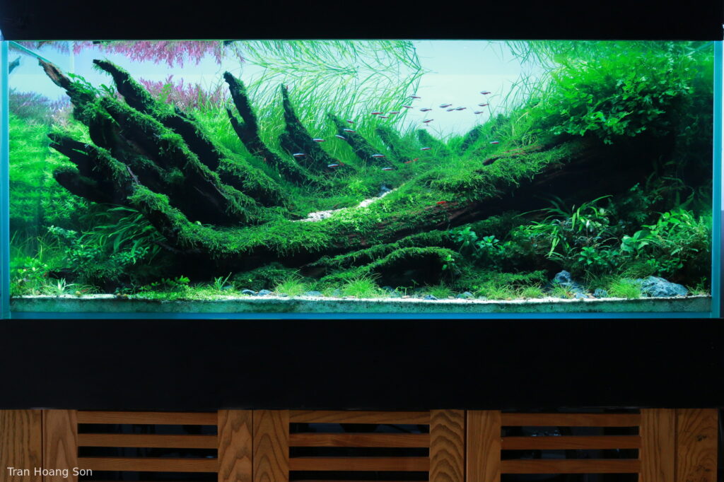 THE PATHWAY - Aqua Plants Hub
