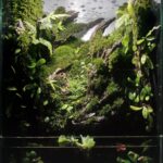 THE TIRTOWATI - Aqua Plants Hub