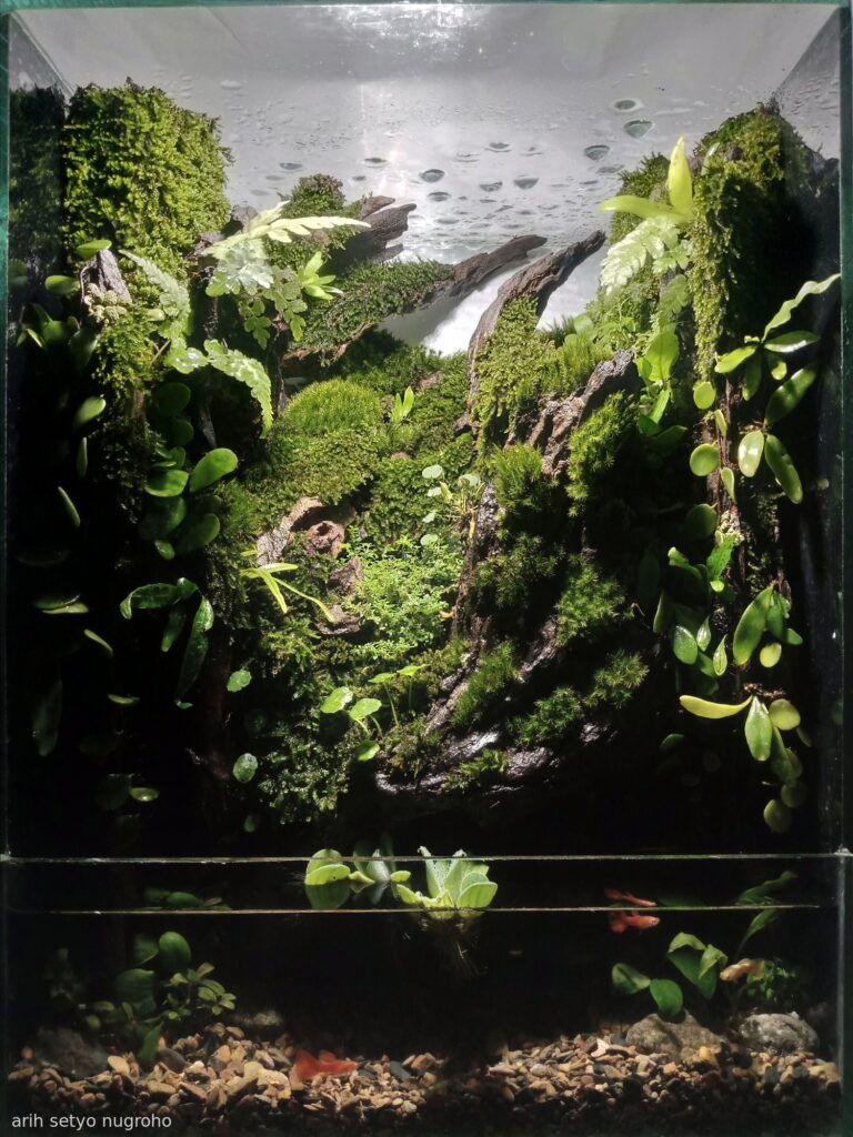 THE TIRTOWATI - Aqua Plants Hub