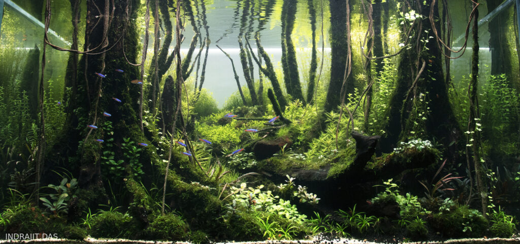 THE WAY TO SERENE - Aqua Plants Hub