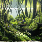 THE WAY TO SERENE - Aqua Plants Hub