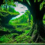 TWILIGHT - TWILIGHT (AGA 2025 #1337) - Aqua Plants Hub