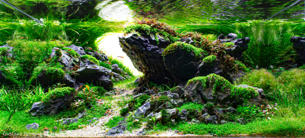 Takachiho Gorge - Aqua Plants Hub